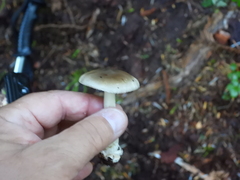 Amanita vaginata