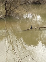 Microcarbo melanoleucos