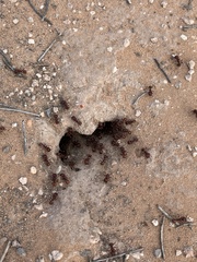 Pogonomyrmex