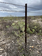 Cylindropuntia leptocaulis