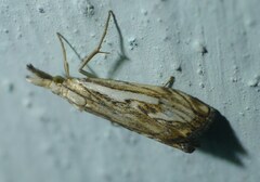 Catoptria falsella