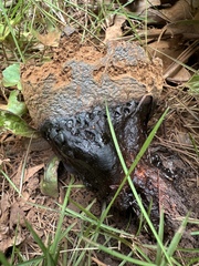 Pisolithus tinctorius