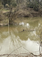 Microcarbo melanoleucos