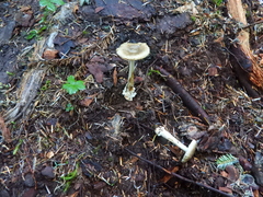 Amanita vaginata