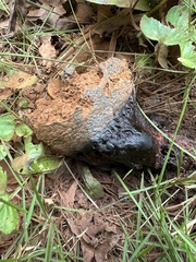 Pisolithus tinctorius
