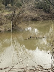 Microcarbo melanoleucos