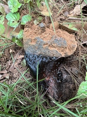 Pisolithus tinctorius