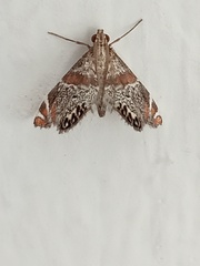 Petrophila jaliscalis
