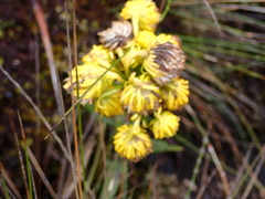 Senecio chionogeton