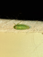 Gyponana octolineata
