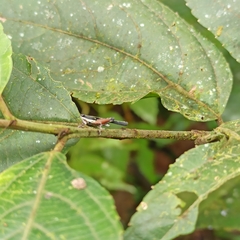 Scaria