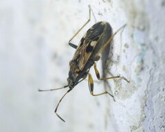 Beosus maritimus