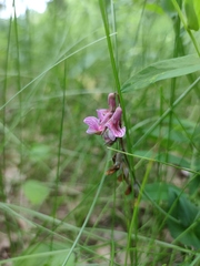Lathyrus pisiformis