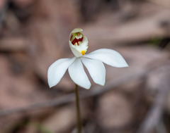 Caladenia catenata