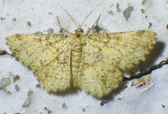 Heliomata glarearia