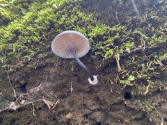 Cyanula