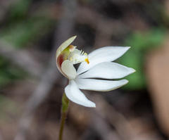 Caladenia catenata