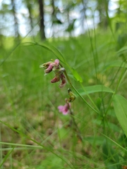 Lathyrus pisiformis