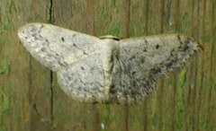 Scopula marginepunctata