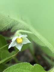Solanaceae