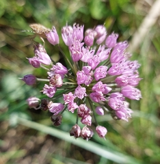 Allium angulosum