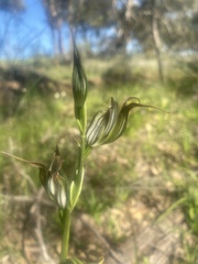 Pterostylis recurva