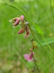 Lathyrus pisiformis