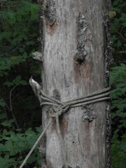 Certhia americana