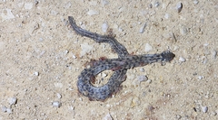 Thamnophis marcianus