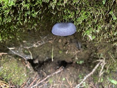 Cyanula