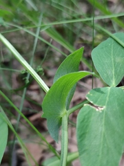 Lathyrus pisiformis