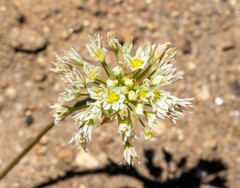 Allium lacunosum