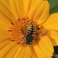 Anthidium oblongatum