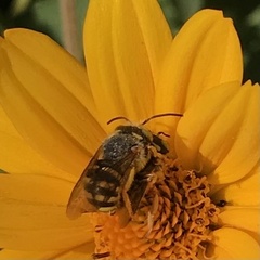 Anthidium oblongatum