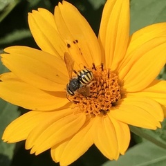 Anthidium oblongatum