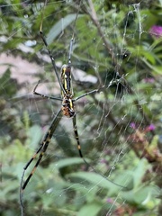 Trichonephila clavata
