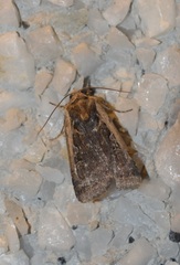 Parabagrotis