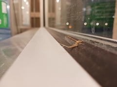 Callibaetis
