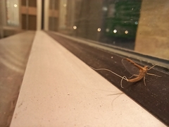 Callibaetis