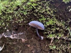 Cyanula