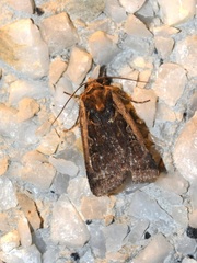 Parabagrotis