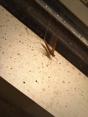 Callibaetis