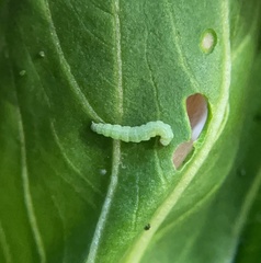 Diaphania