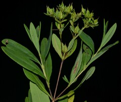 Hypericum lobocarpum