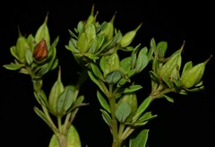 Hypericum lobocarpum