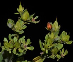 Hypericum lobocarpum