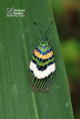 Chalcophaedra zuleika
