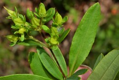 Hypericum lobocarpum