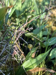 Maianthemum trifolium