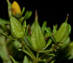 Hypericum lobocarpum